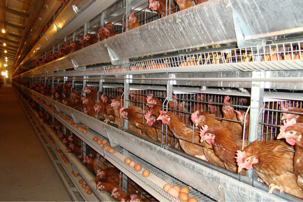 Early winter improves high production in first-laying hens