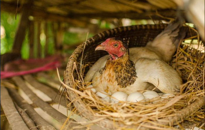 Chicken Egg Laying Decline Syndrome