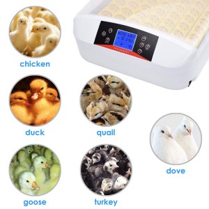 Digital automatic 56 eggs duck incubator
