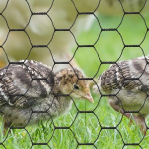 Environmental Plastic Coated Chicken Galvanized Wire Netting For Garden
