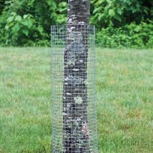 Multi – Purpose Welded Galvanized Wire Mesh 20mm For Rodent Cages