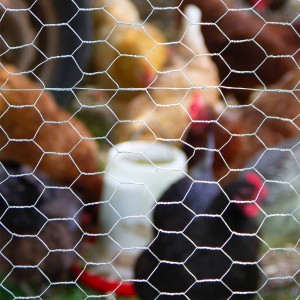 Hot Dipped Galvanized Chicken Wire Netting for Bird Cages