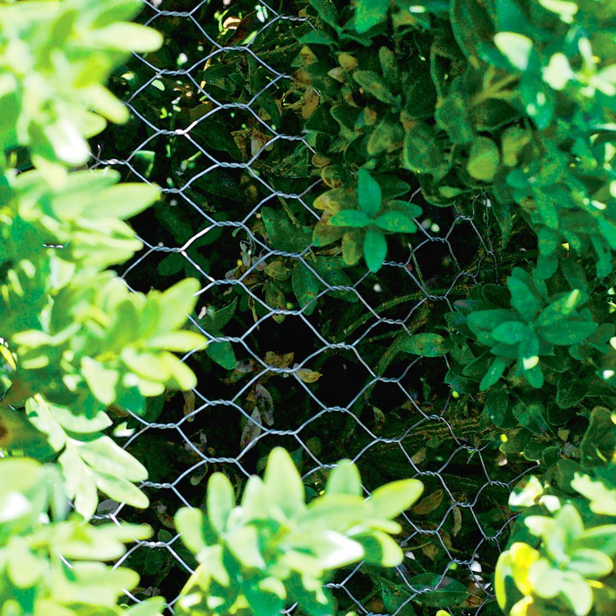 Fast delivery Steel Chain Link Fence - Agriculture Hexagonal Chicken Wire Mesh / Galvanised Wire Netting 50m Roll – Tian Yilong
