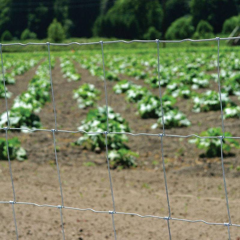 New Delivery for Heavy Duty Poultry Netting - 2.5mm Grassland 12.5 GA Galvanized Hinge Joint Fence – Tian Yilong