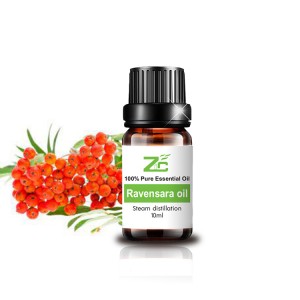 Ravensara Essential Oil Nature Aromatherapy Top...
