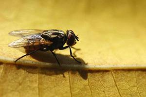 How to Get Rid of Flies Outdoors Step by Step