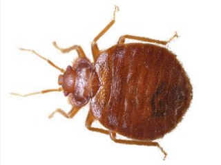 How to tell if there are bedbugs in your home and how to kill them