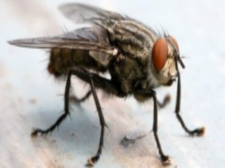 How to get rid of flies?