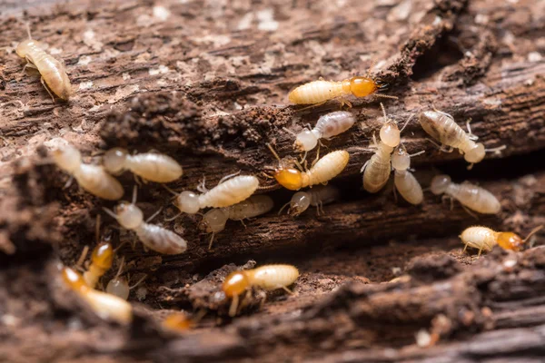 How to detect and prevent termites