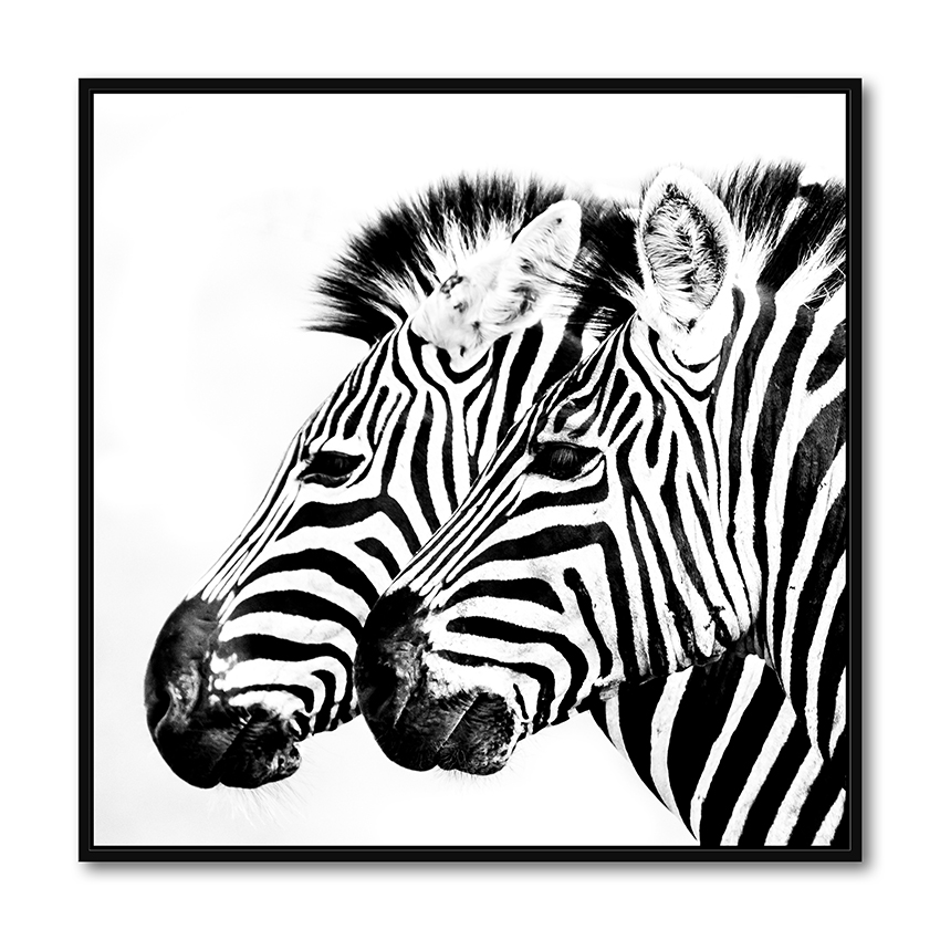 Framed Canvas Black and White Zebra Wall Art