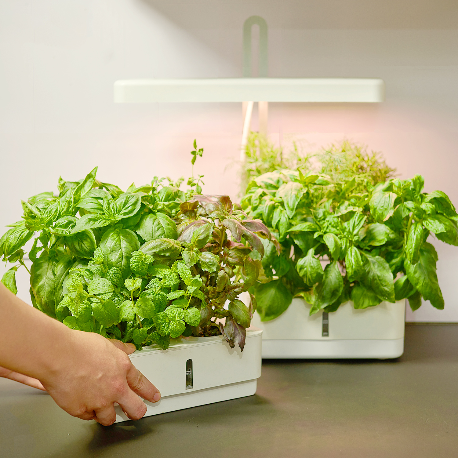 SPH001 Lucerne mini garden indoor hydroponics box 4 pods system herb garden pots