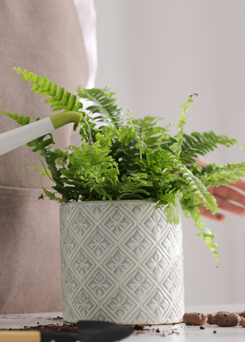 Planting Habits of Ferns Incl. Grow LED Light Suggestion