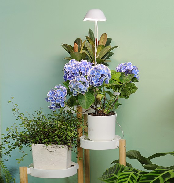 TG006 Mini Desktop Planter With House Plant Light For Indoor Sunlight Plants In Winter