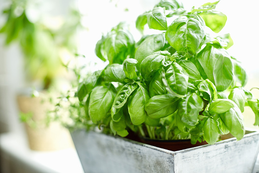 Three good choices if you plan on growing herbs indoors.