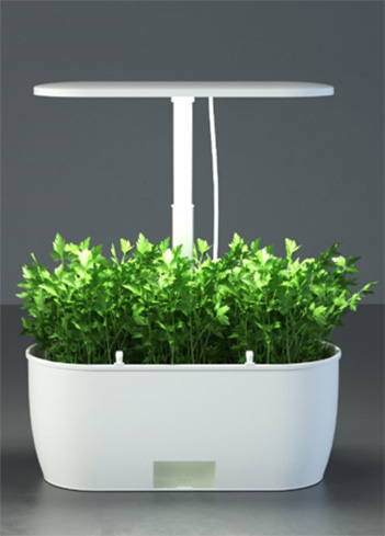 Thyme with Indoor Plant Growing Kit