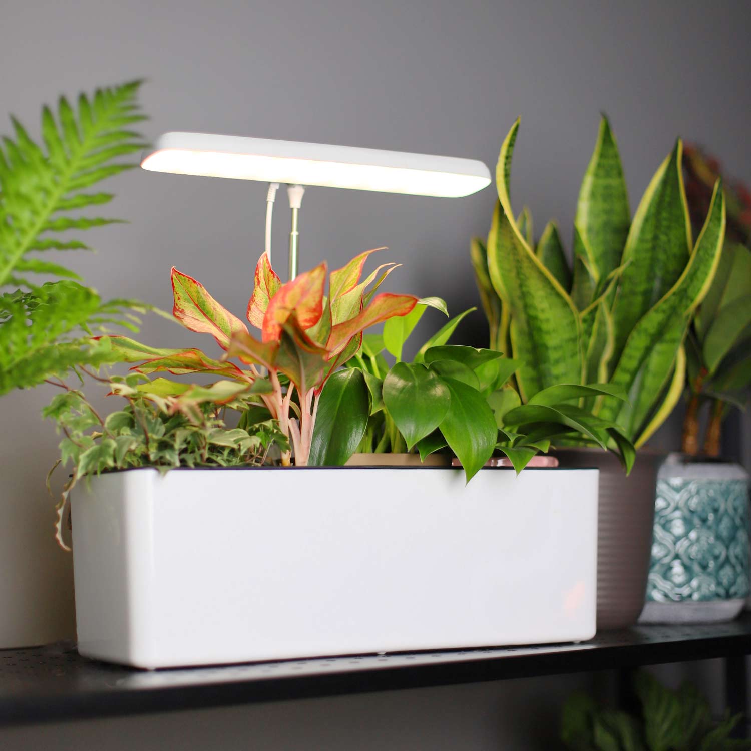 Super Lowest Price Smart Grow Light - TG304 decorative grow lamp light for house plants indirect light plants – J&C Lighting detail pictures