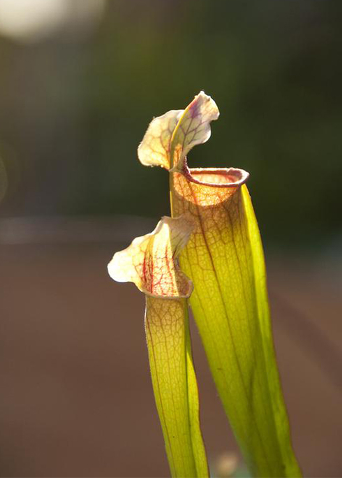 4 Important points for Sarracenia indoor growing