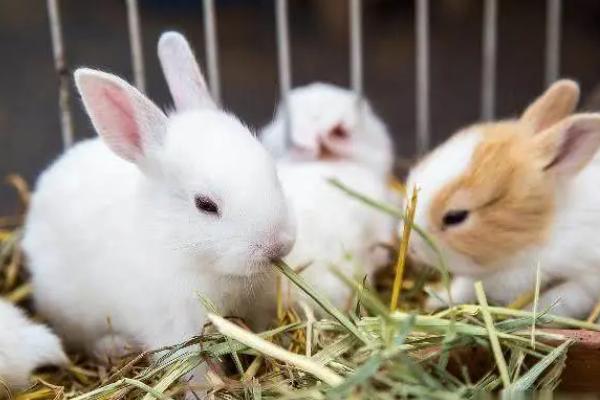 Volledige richtlijnen voor het voeren en verzorgen van volwassen konijnen