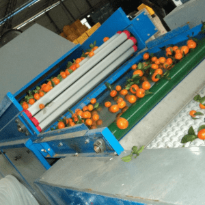 Automatic Avocado / Apple / Pear /Apricot Processing Grading / Sorting Machine