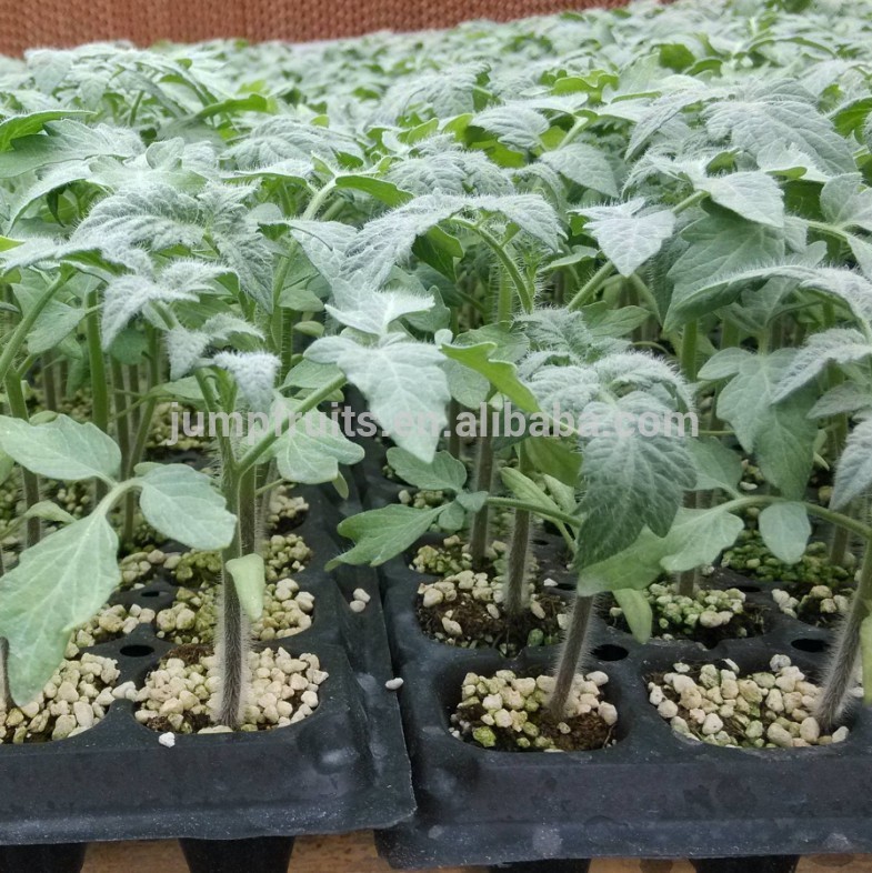 Supplying virus disease tomato seeds f1 hybrid for greenhouse