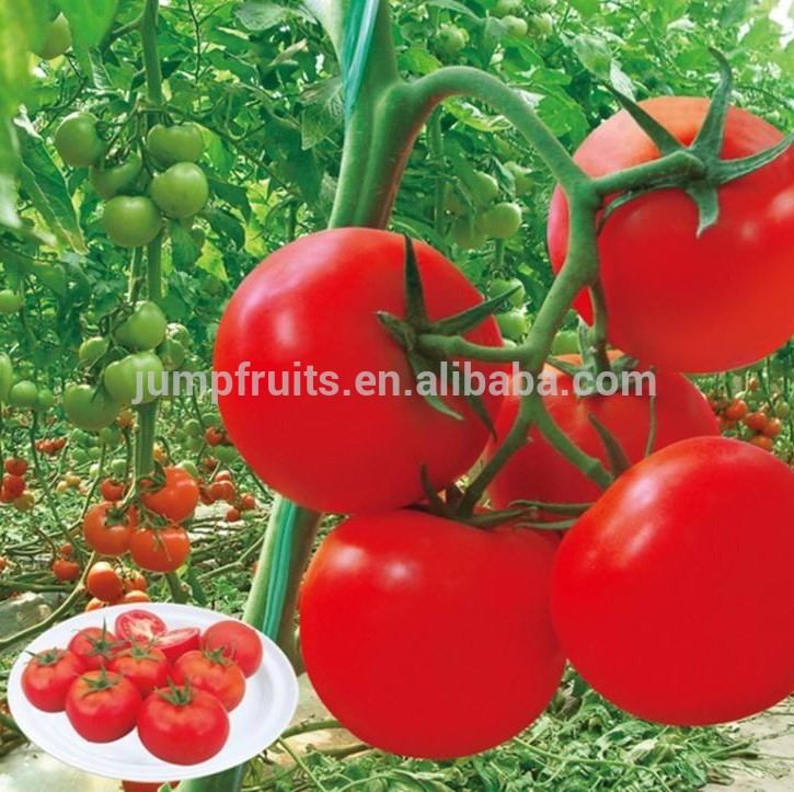 wholesale company supplying High yield hybrid tomato seeds