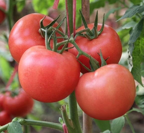 high production tomato seeds for sale