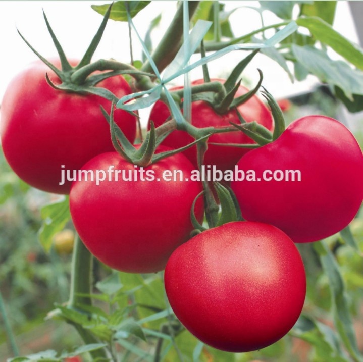 Supplying hybrid tomato seeds for sale