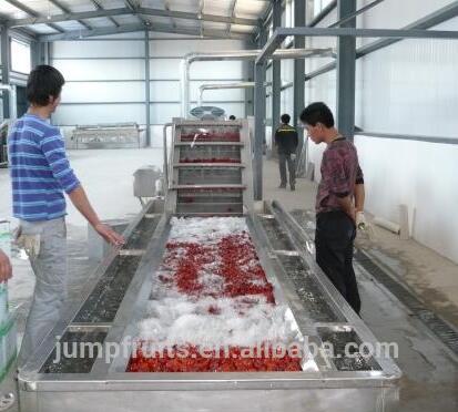 professional supplier of tomato sorting machine plant