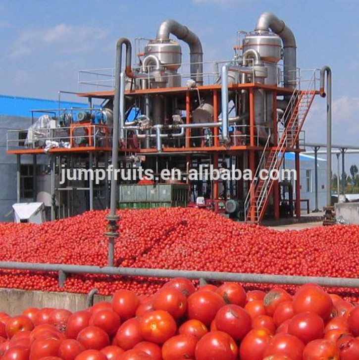 Factory supply customized commercial automatic tomato processing line