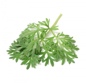 Special Price for Natural Rosemary Extract - Factory Supply Artemisia Annua Extract Powder Artemisinin CAS: 63968-64-9 – Justgood