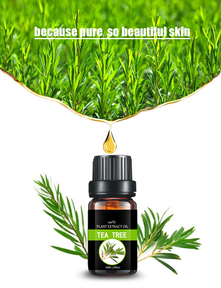 Tea tree oil use for beauty skin care and cosmetic