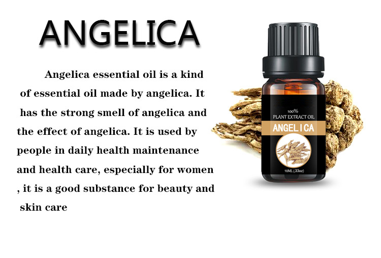 Angelica essential oil Jiangxi bulk essential oil plant essential oil