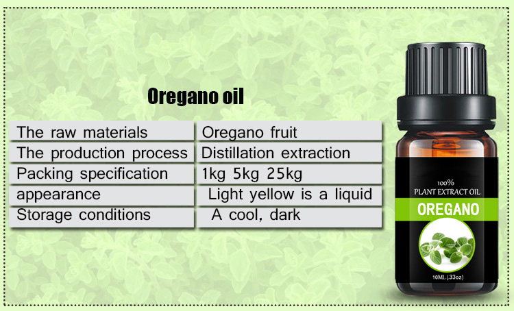 Celery oil Organic  oregano essential oil