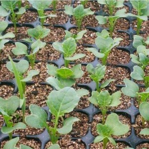 Vermiculite Horticultural 1-3mm 2-4mm 3-6mm 4-8mm