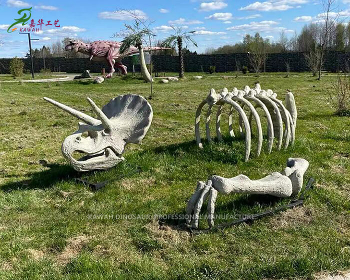 Dinosaur Park Simulated Dinosaur Fossil Realistic Triceratops Skeleton Replicas Customized PA-2004