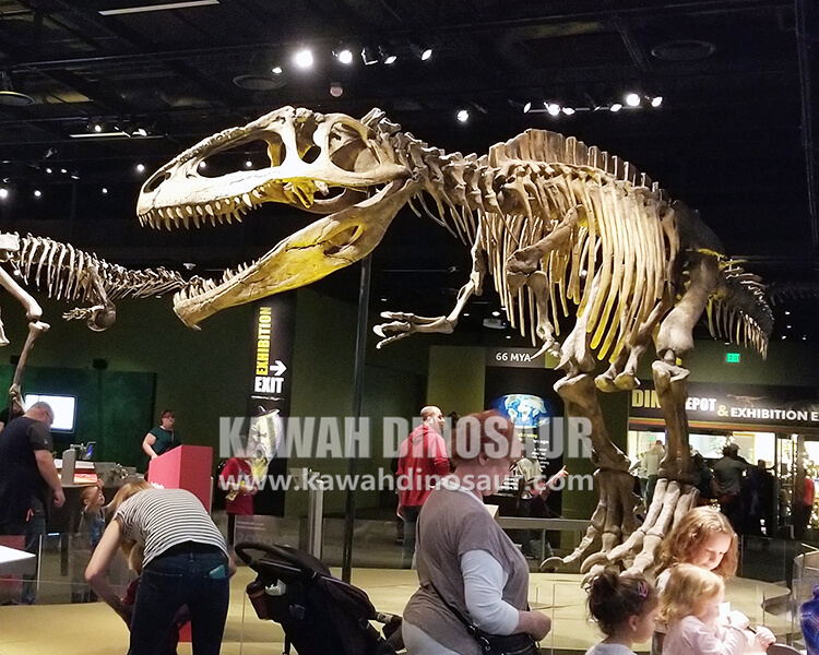 Is the Tyrannosaurus Rex skeleton seen in the museum real or fake?