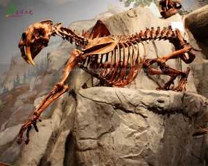 China Fiberglass Dinosaur Decoration Manufacturers –   Customized Fossils Stones Dinosaur Natural Machairodus Fossil for Science Museum  – KaWah