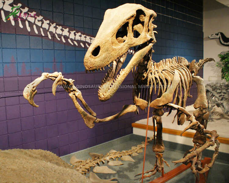 Fiberglass Dinosaur Museum Equipment Dinosaur Skull Replica Deinonychus Fossil for Science Museum Featured Image