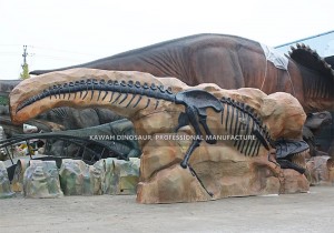 Factory supplied dinosaur Skeleton Replicas