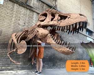 Factory Sale Realistic T-Rex Skull Replica Skeleton Half-Length Customized SR-1822