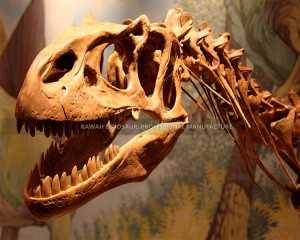 Indoor Exhibitions Fiberglass Deinonychus Fossil Dinosaur Skeleton Replica for Dinosaur Museum SR-1808