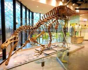 Jurassic World Spinosaurus Fossil Realistic Dinosaur Replicas for Indoor Display SR-1807