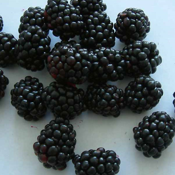 IQF Frozen Blackberry High Quality (1)