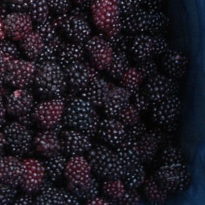 IQF Frozen Blackberry High Quality