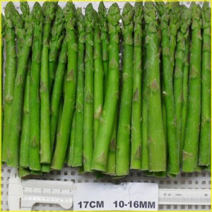 IQF Frozen Green Asparagus Whole