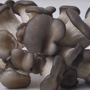 IQF Frozen Oyster Mushroom Mat Frëschem Material