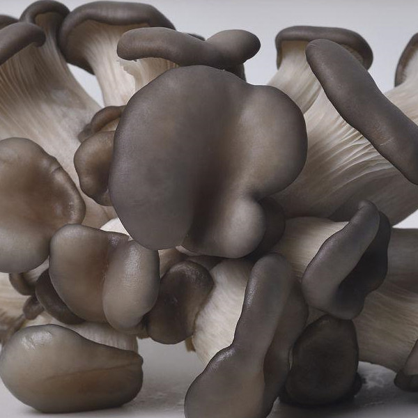IQF Frozen Oyster Mushroom With Fresh Material (1)