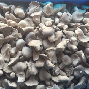 IQF Frozen Oyster Mushroom cù materiale frescu
