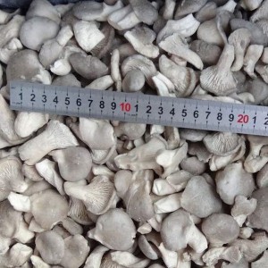 IQF Frozen Oyster Mushroom Mat Frëschem Material