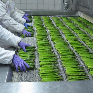 New Crop IQF Green Asparagus